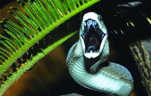 Rắn đen Mamba có màu cơ thể là xám nâu, bên trong miệng màu đen. Rắn Mamba là loài rắn bò nhanh nhất thế giới và có độc tính cao.