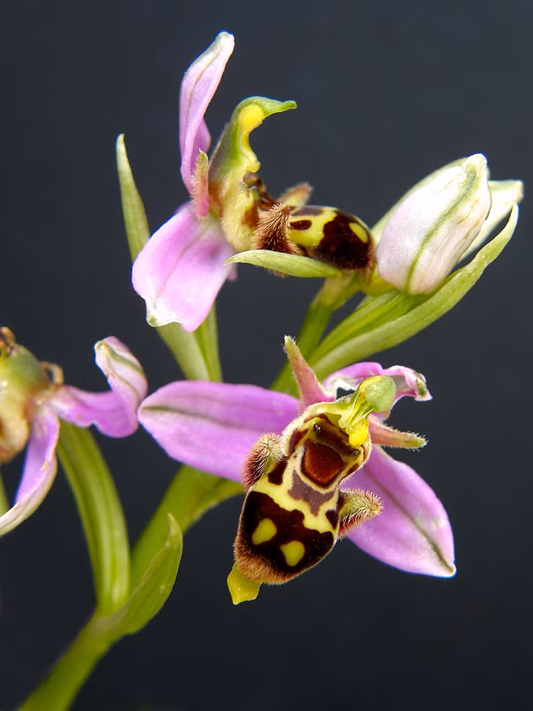 Loài lan mang khuôn mặt vui vẻ luôn giống một chú ong cười có tên khoa học là Bee Orchid Ophrys apifera chiều cao tới 30 cm, phan bố chủ yếu ở miền nam nước Anh, mọc ở mọi môi trường từ ven lề đường, đồng cỏ, trên đã vôi, dưới bụi cây hay bãi đất hoang.
