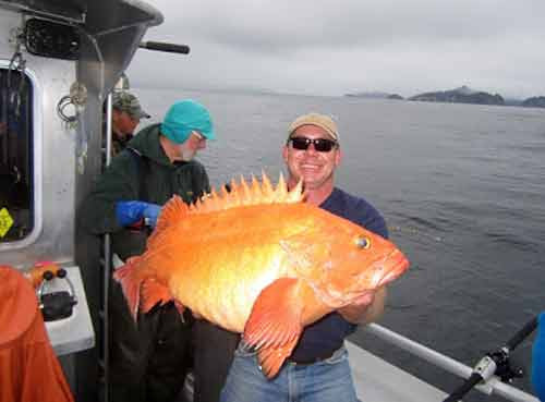 Cần thủ Chris Boyd mỉm cười bên con cá Rockfish vàng rất khủng.