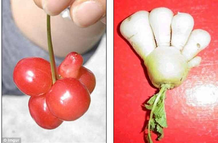 Cà chua và củ cải đột biến.