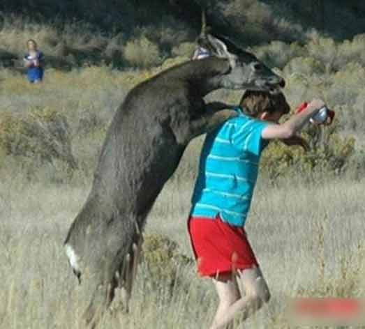 Có vẻ động vật cũng thích được người cõng.