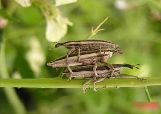 Cặp ba châu chấu trong mùa sinh sản.