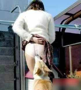 Chú chó có hành động khiếm nhã.