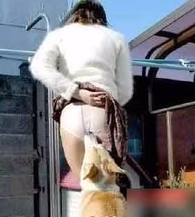 Chú chó có hành động khiếm nhã.