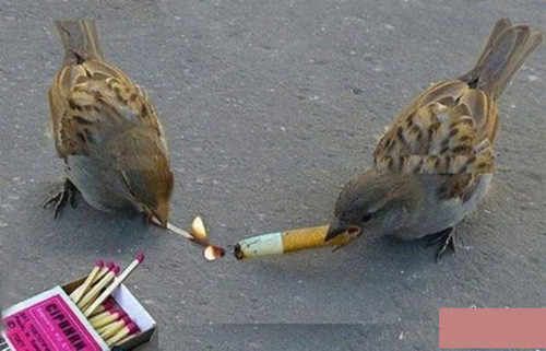 Hai chú chim châm thuốc cho nhau?