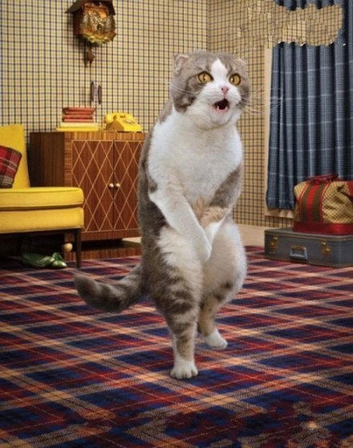 Chú mèo có hành động khá kỳ quặc, có lẽ vì...xấu hổ.