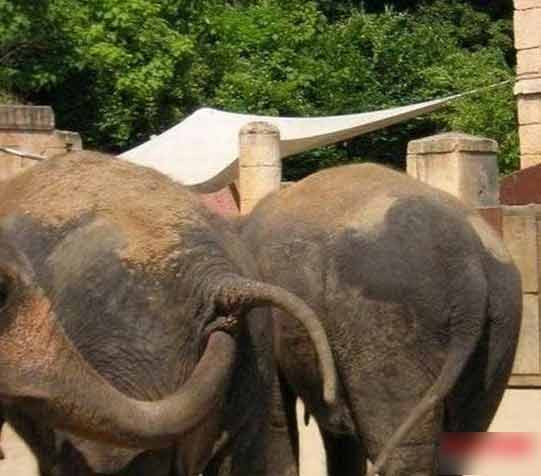 Những con voi tinh nghịch.