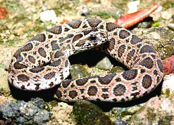 Rắn Vipera russelli Formosensis sống chủ yếu ở Ấn Độ, thường giấu mình ở bãi cỏ hoặc nhà của dân cư. Do sống gần với loài người nên mỗi năm có khoảng 1300 người chết do loại rắn này tấn công.