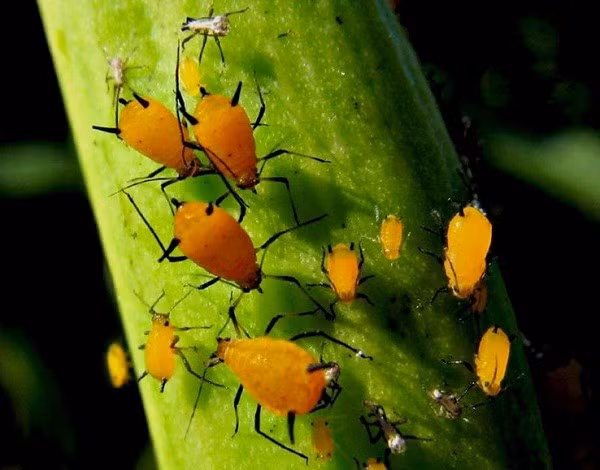 Những con rệp vừng cái có khả năng tự nhân bản bằng cách tạo ra 100 bản sao mang toàn bộ ADN của mình và không bị xáo trộn bởi những gene khác. Những đứa con của rệp vừng có vòng đời đến 40 ngày và chúng cũng tạo ra những bản sao của riêng mình. Sau quãng thời gian ngắn của mùa Hè, một con rệp vừng đủ sức “sáng chế” được cả đoàn quân.