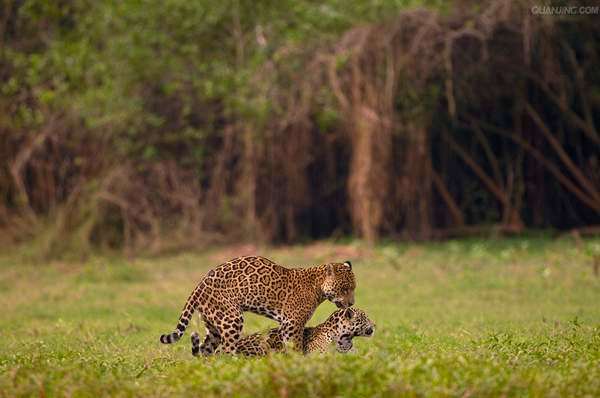 Cặp báo thể hiện tình cảm trên cánh đồng ngập cỏ xanh.