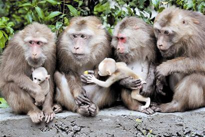 Gia đình khỉ đầm ấm.