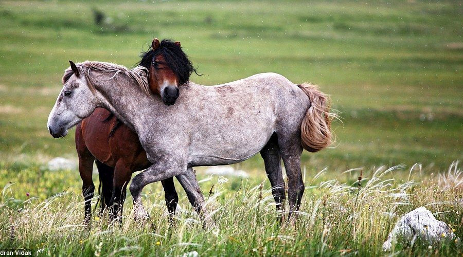 Chúng "ôm" nhau khá tình cảm.