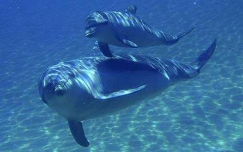 Mẹ con cá heo "sát cánh" bên nhau.