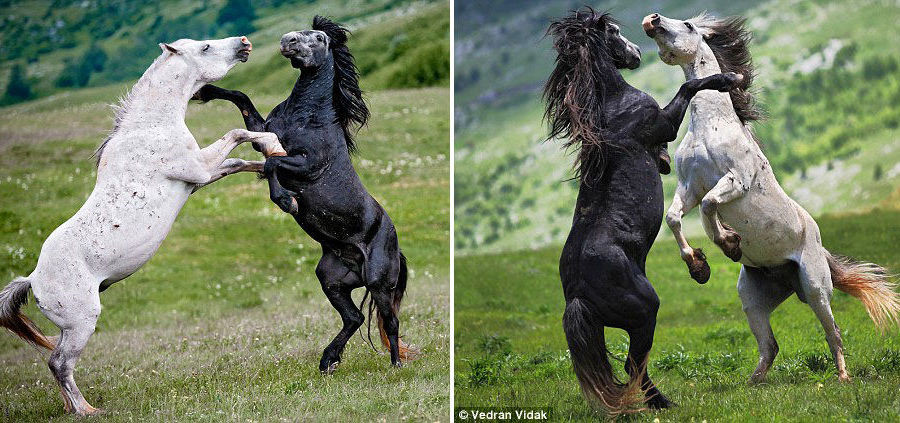 Chúng "hẹn hò" trên một vùng đồng cỏ xanh mướt.