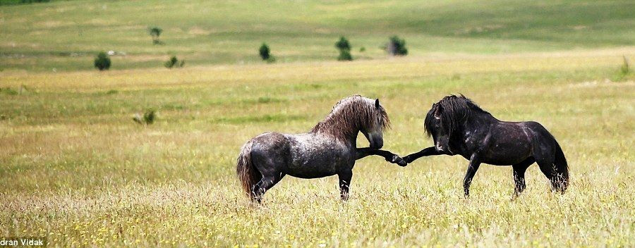 Có lẽ đây là một cái bắt tay hết sức dễ thương của loài này.