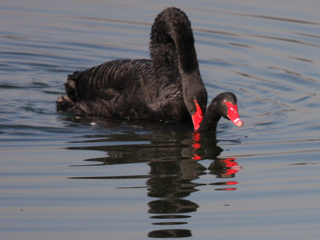 Hai chú thiên nga đen "ân ái" trên hồ nước.