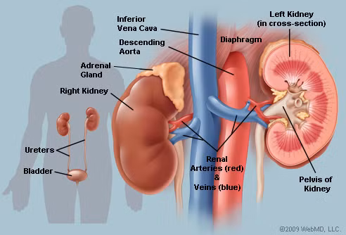  10. Suy thận mãn tính. Những vấn đề về thận nghiêm trọng hơn những gì chúng ta có thể hình dung. Tình trạng này xảy ra khi thận bị hư hại nặng và có thể đòi hỏi việc sử dụng liệu pháp thay thế thận - thẩm tách hay ghép thận. Nếu không được điều trị, suy thận giai đoạn cuối có thể gây tử vong trong vòng vài tuần. Phụ nữ bị các bệnh tiểu đường, cao huyết áp, viêm thận tiểu cầu, nhiễm trùng đường tiết niệu có xu hướng mắc bệnh này cao hơn. Tuổi tác, di truyền, thiếu vận động và hút thuốc lá cũng là những nhân tố góp phần gây ra bệnh này. Để đối phó vơí suy thận mãn tính, cần có một chế độ ăn uống khoa học, tập thể thao, theo dõi huyết áp thường xuyên và kiểm soát bệnh đái tháo đường.