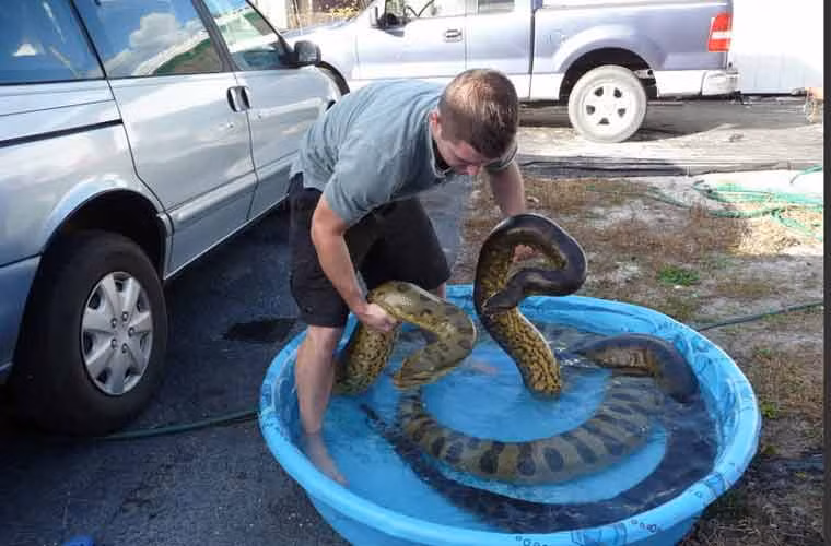 Anh chàng này cho con trăn của mình đi tắm.