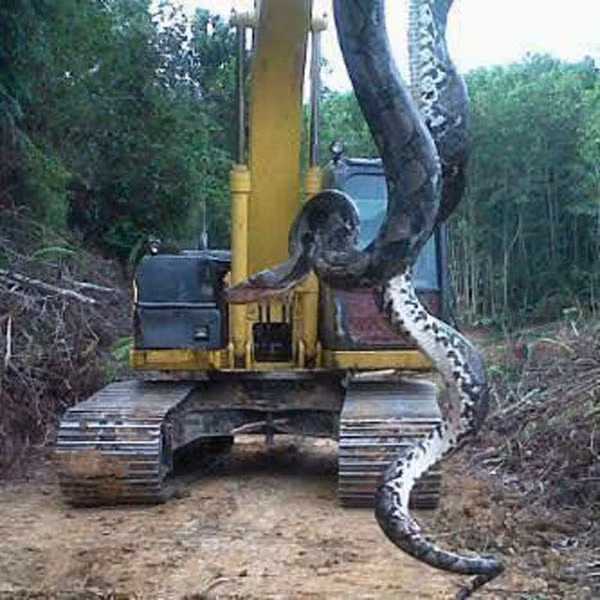 Con trăn khủng được phát hiện ở Proctor, North Carolina (Mỹ).