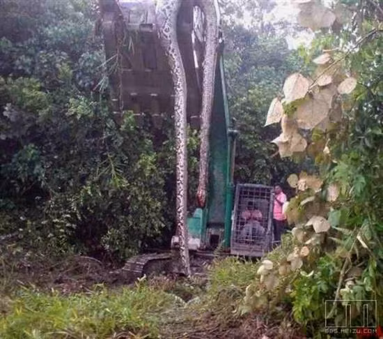 Con trăn khổng lồ dài 16,7 m, nặng 300 kg và ước tính có tuổi đời khoảng 140 năm ở Malaysia. Chú trăn vô tình bị người lái máy ủi chèn chết khi người đàn ông này đang cố phá tan một ụ đất. Thật không may khi người công nhân đó đã quá hoảng sợ khi thấy máu của con trăn khổng lồ nên bị lên cơn đau tim đột ngột và qua đời sau ngày hôm đó.