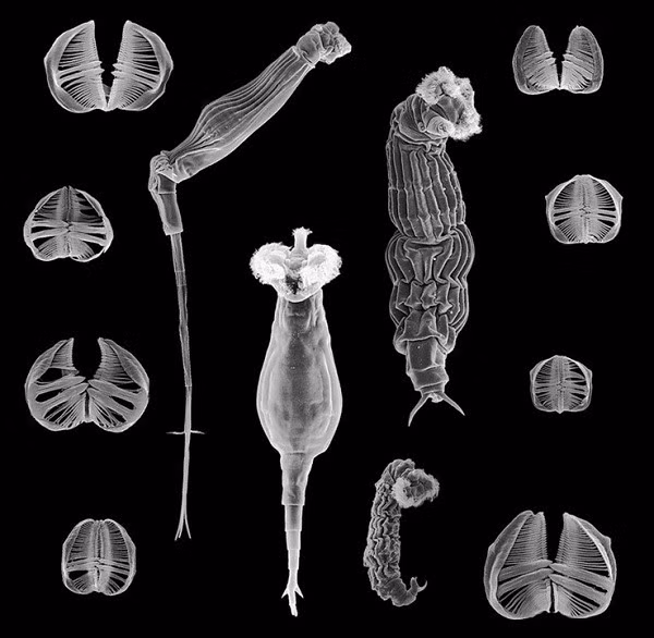 Luân trùng (trùng bánh xe) là những động vật khoang giả, có chiều dài từ 0,1 – 0,5 mm, sống phổ biến trong các khu vực nước ngọt. Loài vật kỳ dị này đã sống sót hơn 80 triệu năm mà không cần tình dục và chưa có một con đực nào của loài này được phát hiện. Luân trùng lấy những gene xung quanh đã bị bỏ đi để ghép vào cơ thể của mình. Chúng gắn các gene này vào đầu bộ gene và truyền cho những đứa con nhân bản của mình.