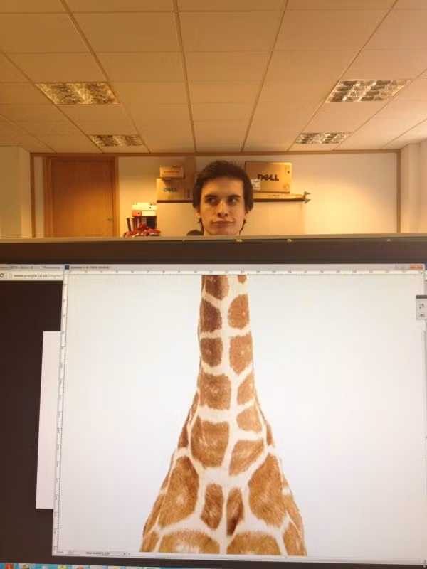 Hươu cao cổ có "khuôn mặt" khá điển trai.