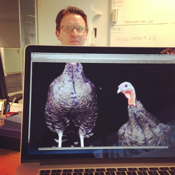 Chú gà oai vệ với "khuôn mặt" trí thức.