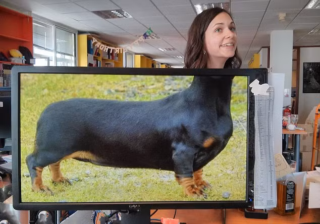 Một "quý cô thân chó".