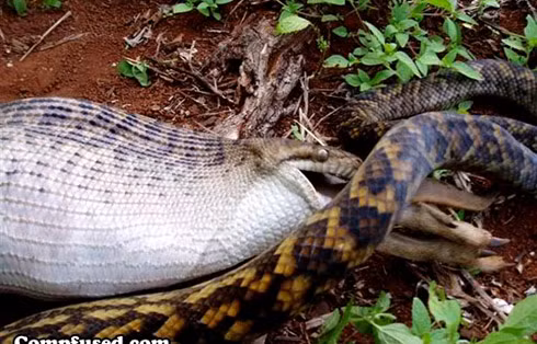 Chỉ một thời gian sau, con mồi đã nằm gọn trong bụng trăn.