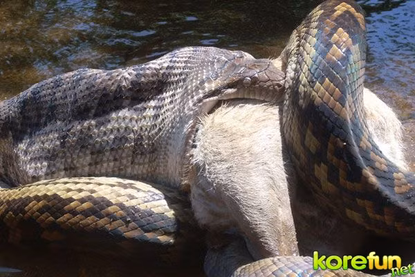 Con trăn này đang dùng hết sức lực nuốt con mồi lớn.