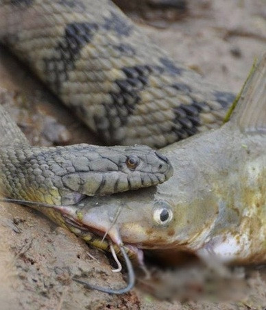 Cuối cùng, con cá kém may mắn cũng trở thành miếng mồi chống đói của trăn.