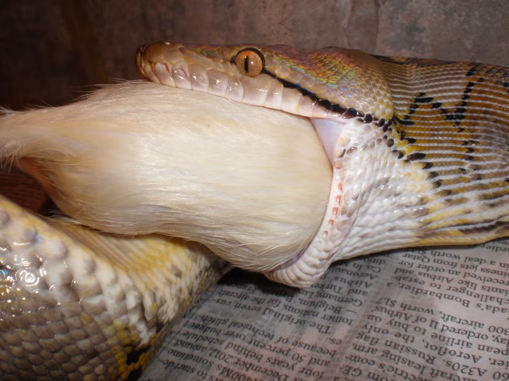 Nó nuốt gần hết con lợn to lớn.