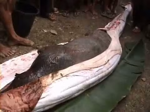 Con trăn bị mổ banh bụng sau khi nuốt con mồi lớn.