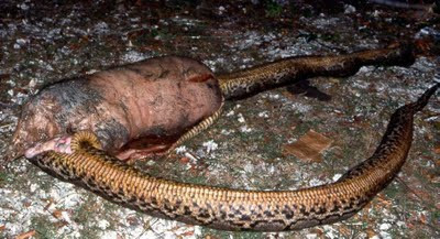 Chú trăn này bị nổ bụng vì "xơi" một con lợn quá lớn so với kích cỡ của nó.