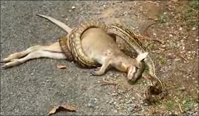 Con trăn đang cuốn quanh một chú kanguru.