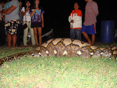 Một con trăn khổng lồ tử nạn sau khi nuốt mồi quá lớn.