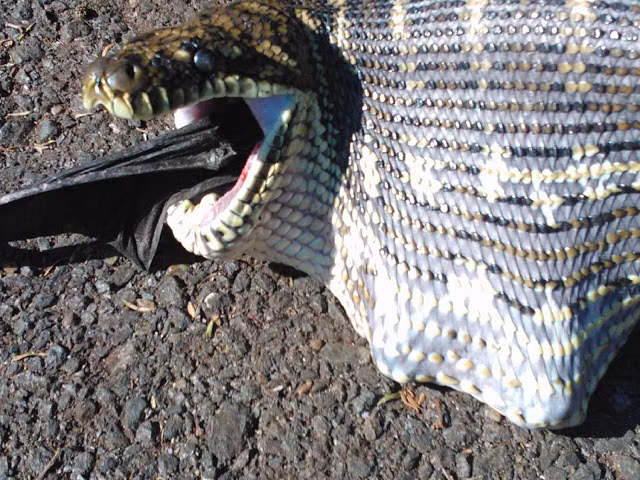 Trăn nuốt con mồi khá khó khăn.