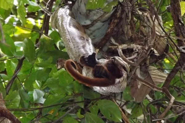 Các nhà khoa học đã có cơ hội chứng kiến cảnh trăn Nam Mỹ tấn công và nuốt trọn một con khỉ rú (loại khỉ ở Nam và Trung Mỹ, đuôi dài và có tiếng rú to).