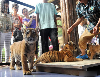 Khách du lịch xem những người khách khác chăm một chú hổ 6 tháng tuổi.