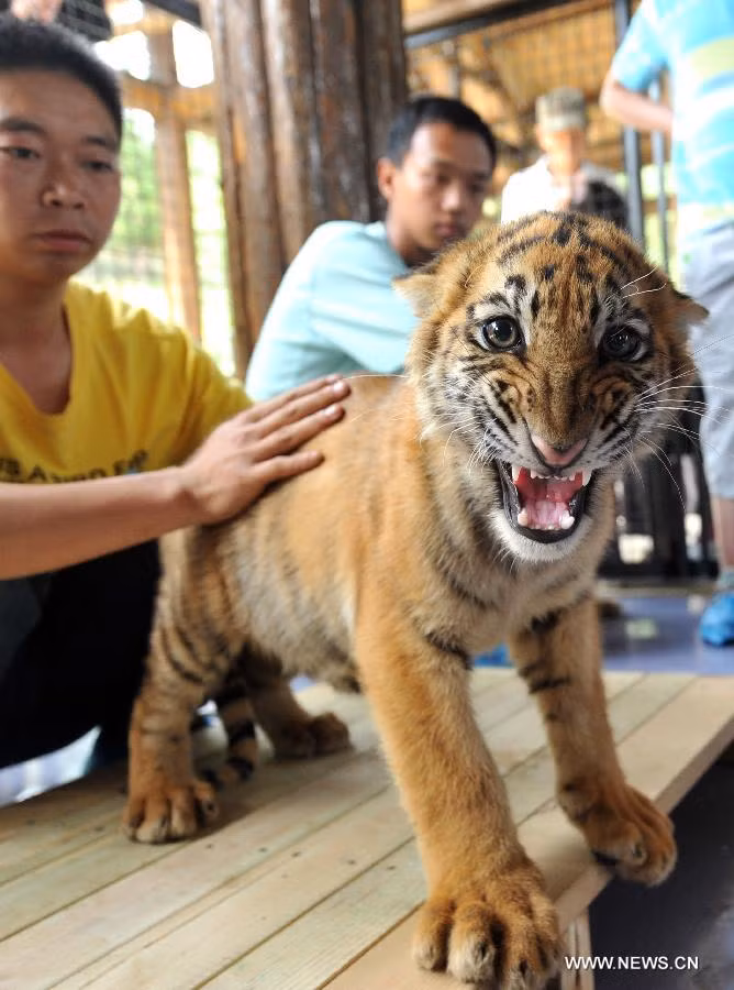 Một con hổ nhỏ nhe răng, hù dọa phóng viên ảnh.