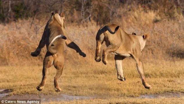 Anh Tonkinson nói: "Chúng (hai con sư tử) thực hiện những cú nhào lộn trên không và tiếp đất trông thật đẹp mắt”.