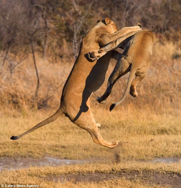 Trong cuộc đụng độ, có những pha cả hai con sư tử cùng nhảy cao lên không trung giống như đang múa võ.