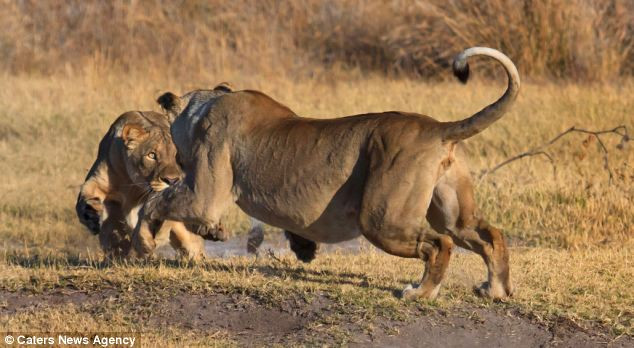 Gavin Tonkinson, 35 tuổi, người quản lý tại khu bảo tồn may mắn đã bắt gặp và ghi lại những hình ảnh đẹp này khi ông dẫn một nhóm khách du lịch xung quanh khu bảo tồn.