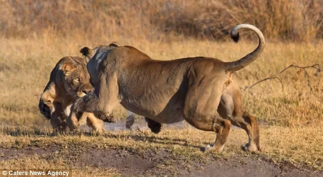 Gavin Tonkinson, 35 tuổi, người quản lý tại khu bảo tồn may mắn đã bắt gặp và ghi lại những hình ảnh đẹp này khi ông dẫn một nhóm khách du lịch xung quanh khu bảo tồn.