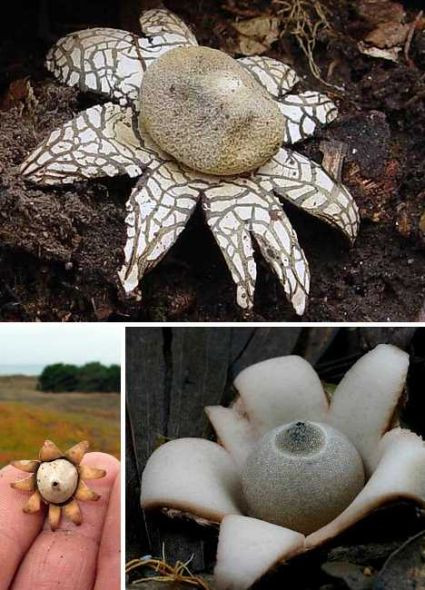 Nấm Geastrum triplex giống như một bông hoa.