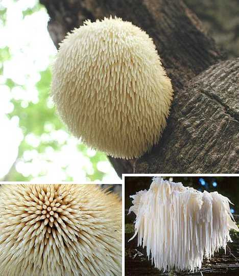 Nấm Hericium erinaceus có dạng trùm giống một bông hoa tuyệt đẹp.