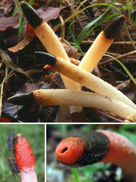 Nấm Mutinus caninus.