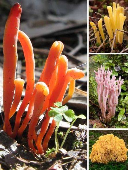 Nấm Clavaria zollingeri mang dáng giống những rạn san hô với nhiều màu sắc luôi cuốn.