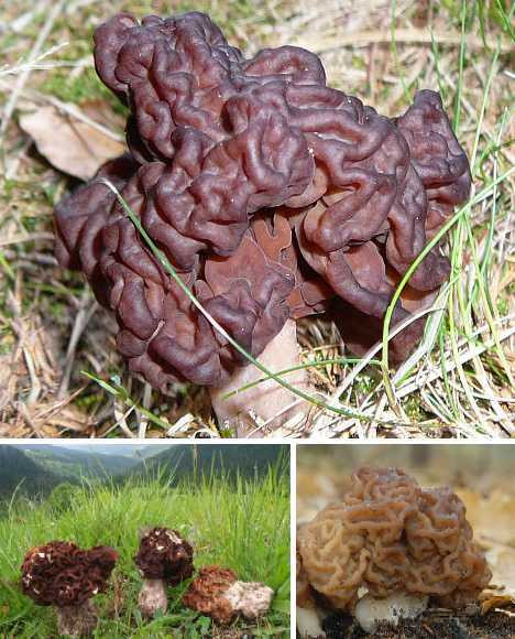 Nấm Gyromitra esculenta có vẻ hơi giống nấm mộc nhĩ.