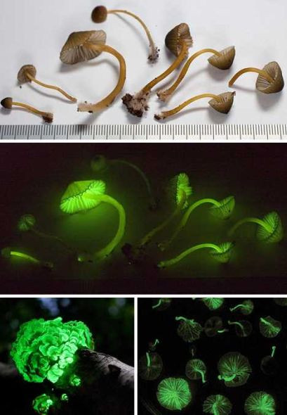 Nấm Mycena Chlorophos phát sáng vào ban đêm.